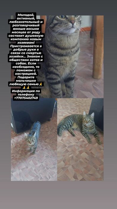 Красавец в поисках дома и семьи