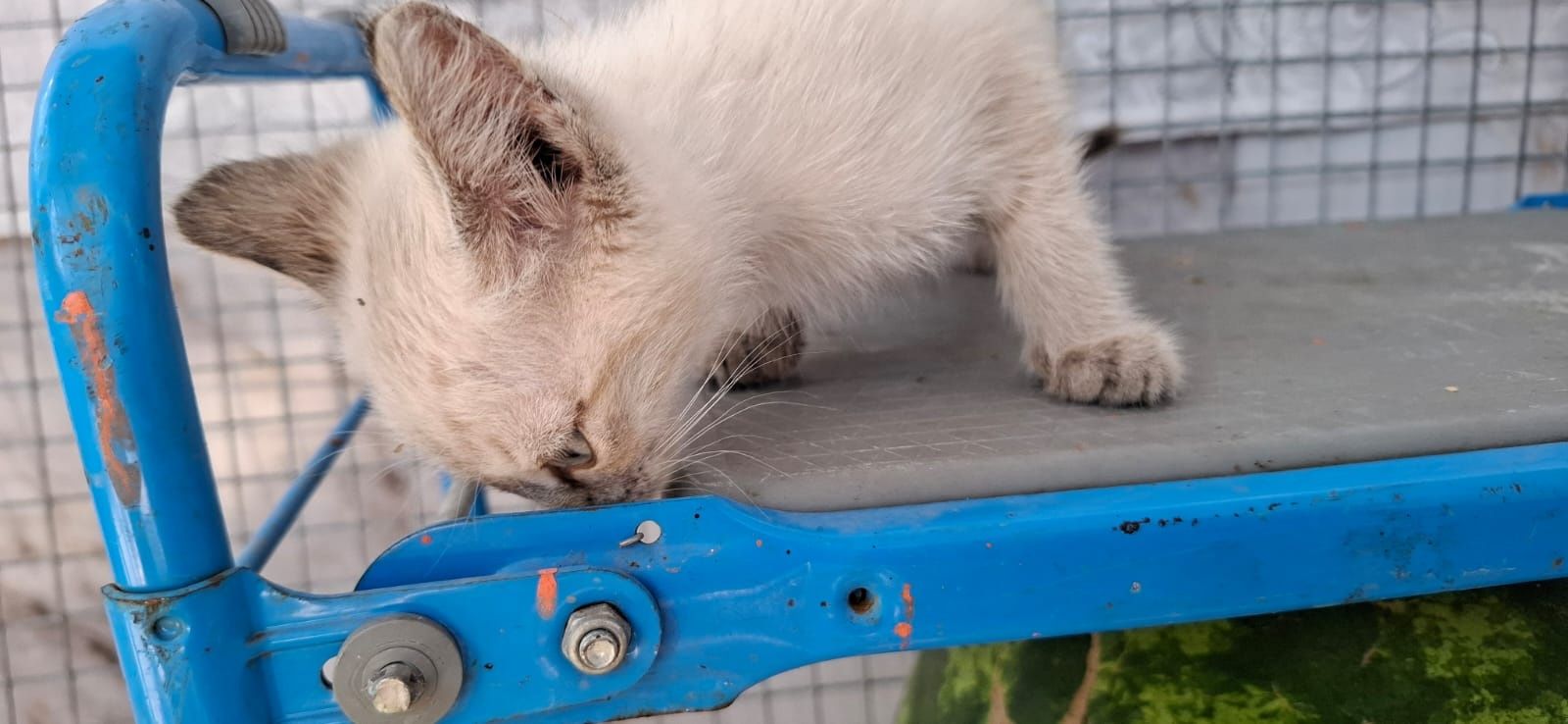 Котёнок девочка с голубыми глазками