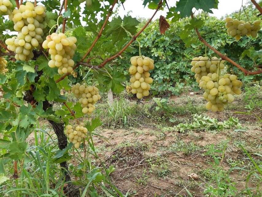 Продавам бяло и черно грозде, също и винените.