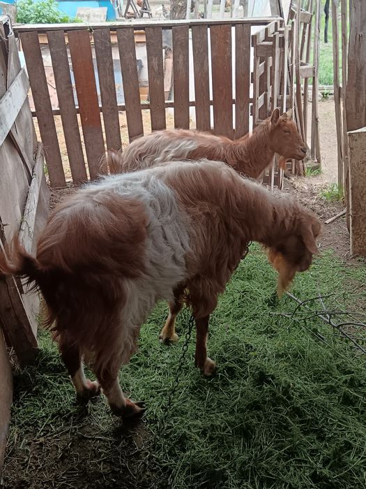 Pereche țap și capra fara coarne negociabil