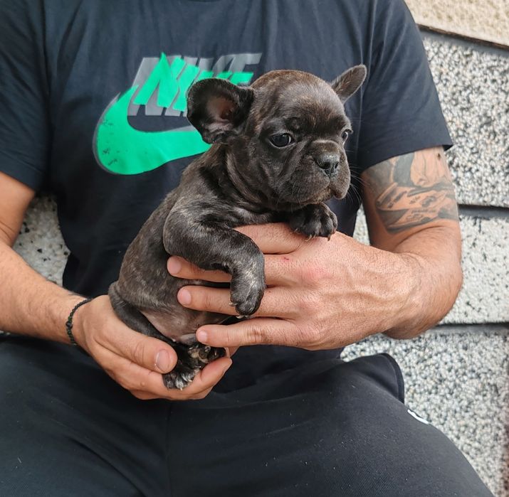 Френски   булдог