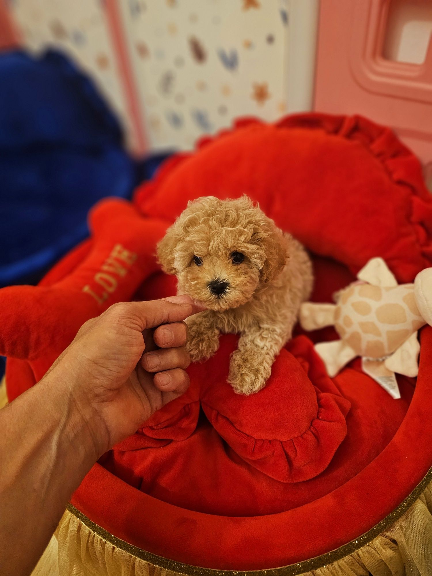 Maltipoo teacup,  mini toy