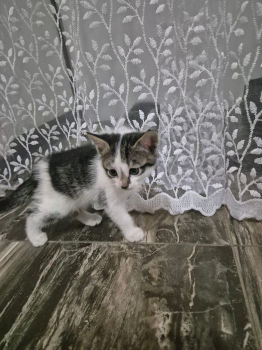 Отдам котят в заботливые руки