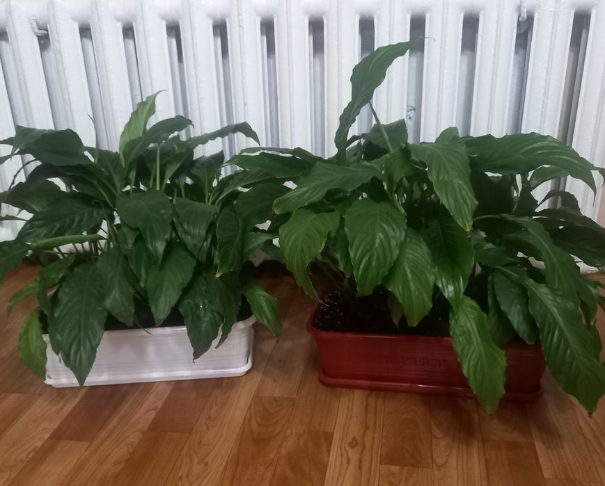 Продам спатифиллум