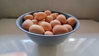 Disponibile ouă de bibilică