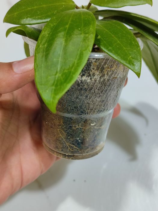 Хойя Глабра         .