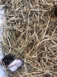 Vand urgent hamsteri pitici!!!