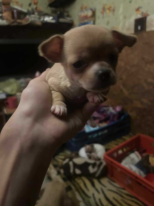 Продавам чихуахуа