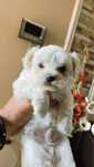Bichon maltez talie mica
