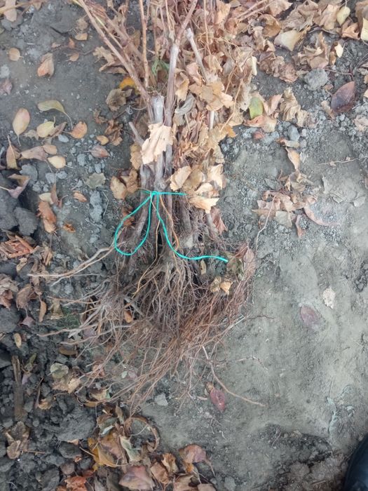 Xusayni uzum nihollar sotiladi