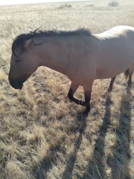 Ту бие, байтал сатамын