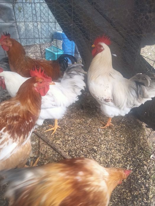 Vînd cocosi de curte