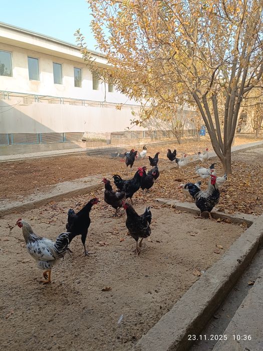 Товуқ хўрозлар сотилади тухумга кирган , петух и куры