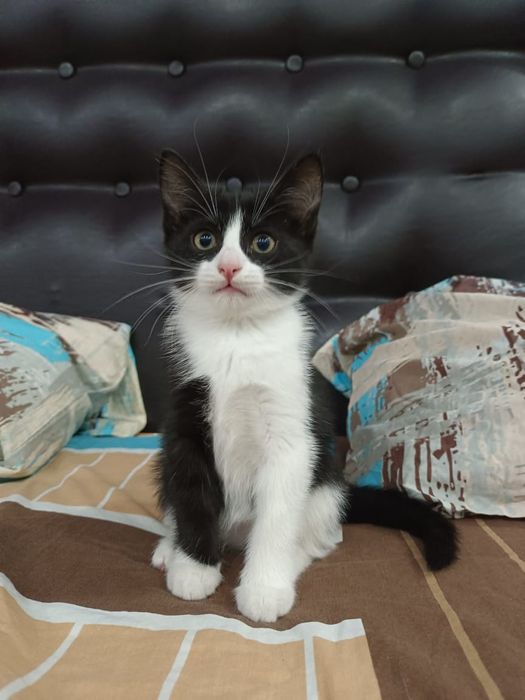 Отдам котят бесплатно