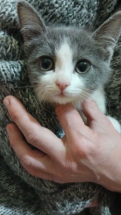 Котенок девочка бесплатно