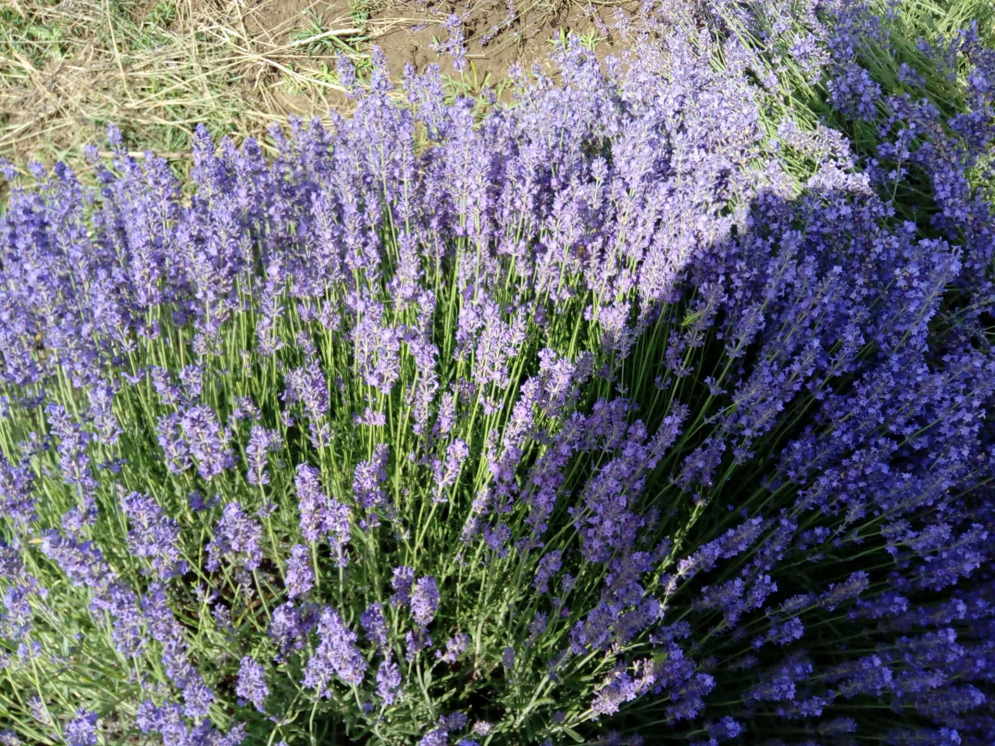 Tufe LaVanda VERA Provance BIO  soi Alimentar,Medicinal si Cosmetic RO