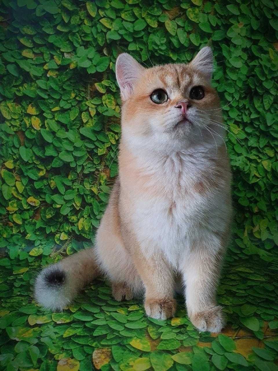 Чистопородные британские котята эксклюзивных окрасов-золотая шиншилла!