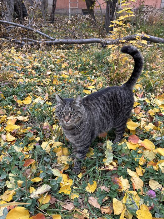 Толстый и ласковый кот Юрка