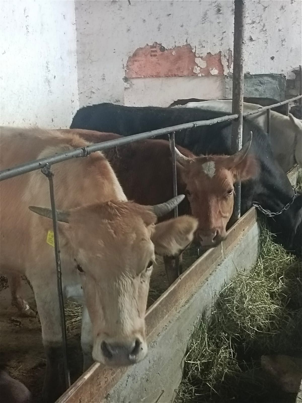 Байланған семіз Кунажын тайынша лар сатылады