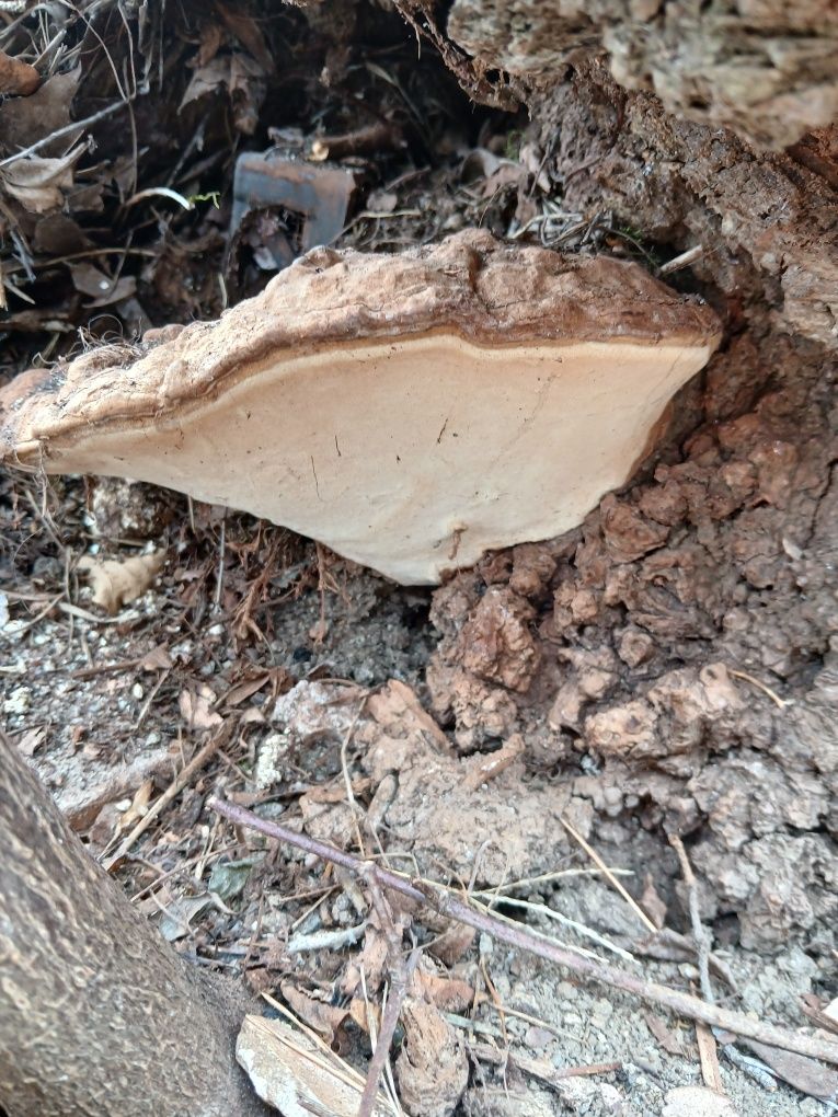 Vând ciuperci medicinale Ganoderma aplanatum, uscate, întregi