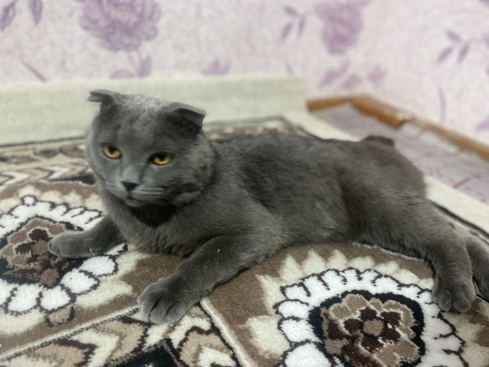 Шодланский кот на вязку