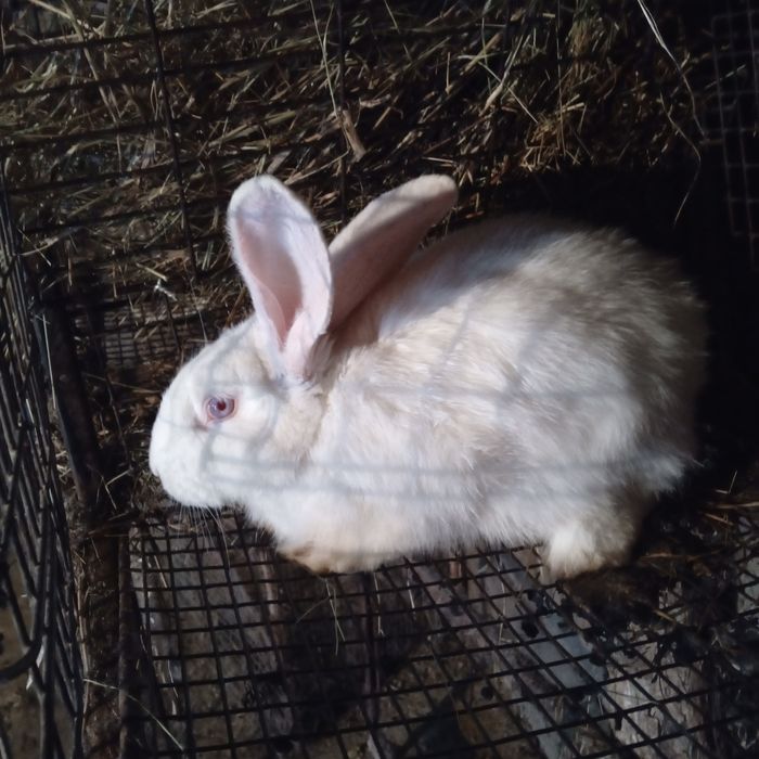 Продам два крола фландер