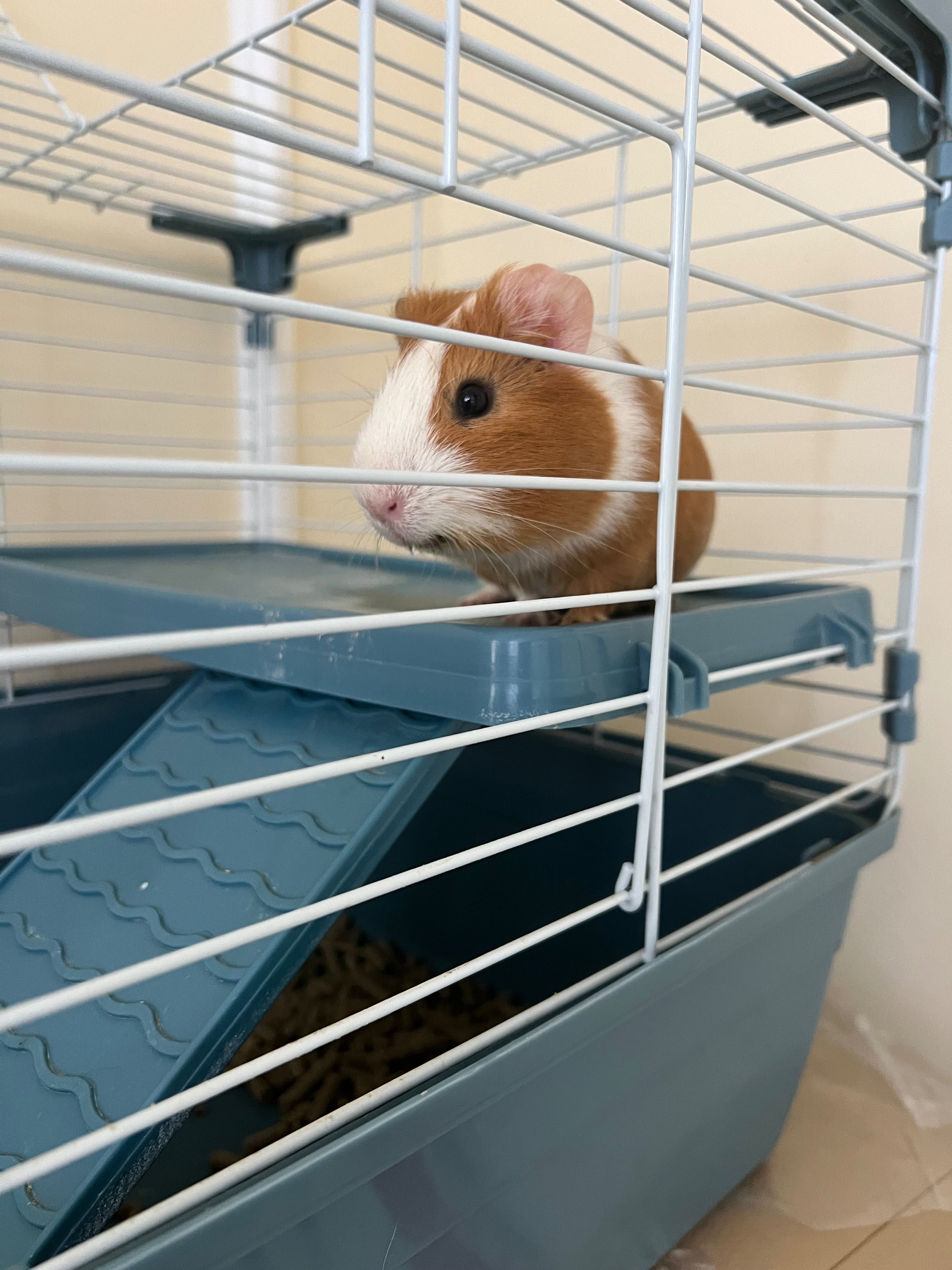 Guinea pig, морская свинка