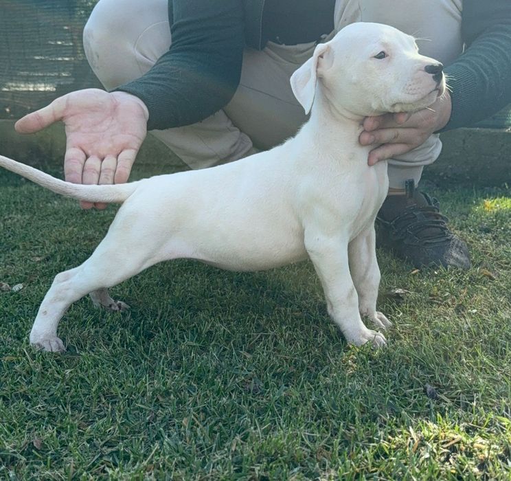 Dog Argentinian cu Pedigree