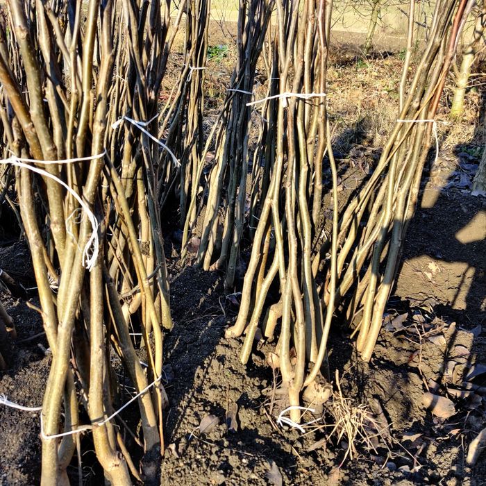 Marcote.Pomi cat.ll prun și nuci.