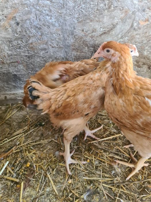 Puicuțe de vânzare