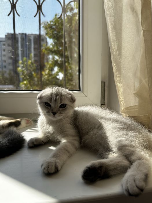Продается котенок скотиш фолд