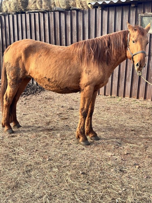 Продаются отличные лошади