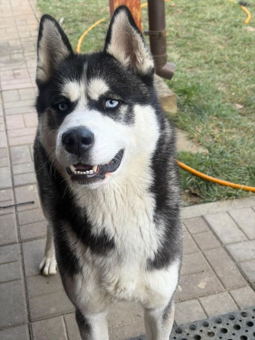 Husky Siberian mascul de 11 luni