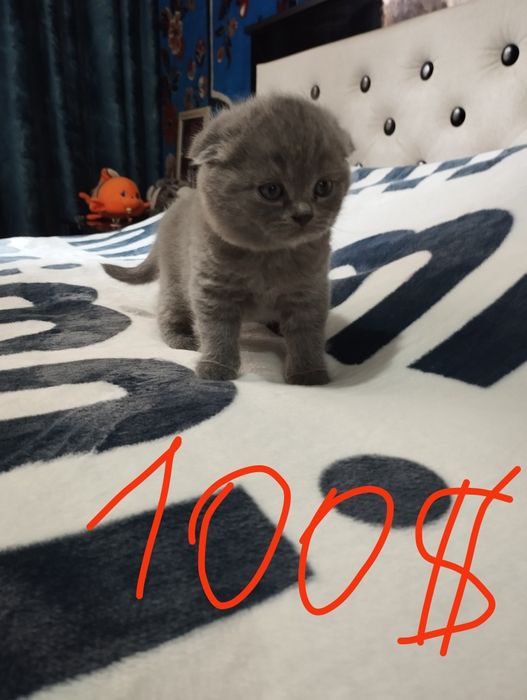 Продаю котят шатланские