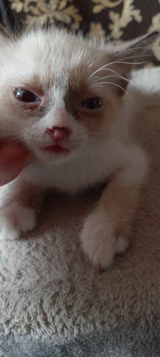 Скоттиш страйт девочка кофейного раскраса