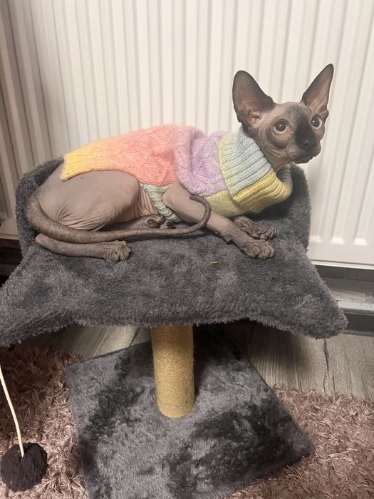 Pisica sphinx -femela