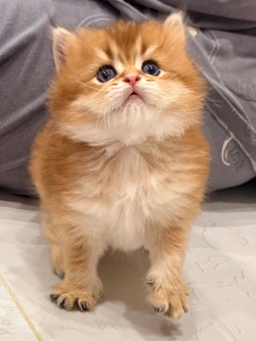 На продаже чистакровный британский золатый шиншиллы