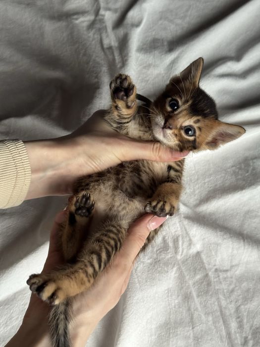 абиссинские котята