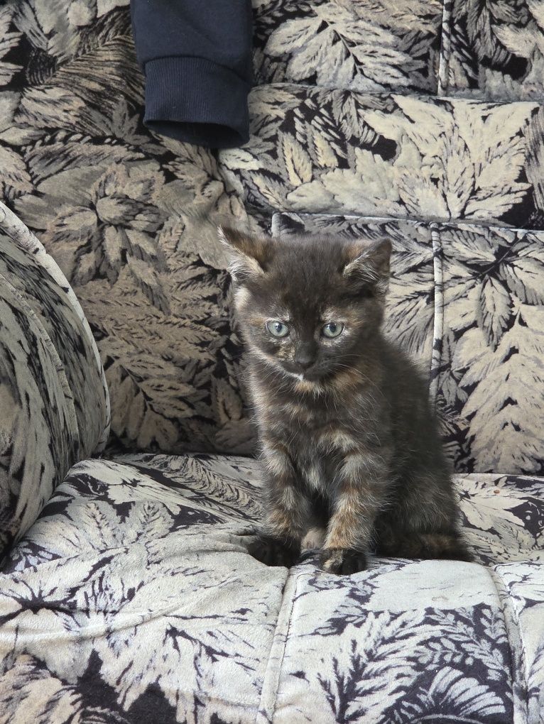 Котенца търсят своят дом