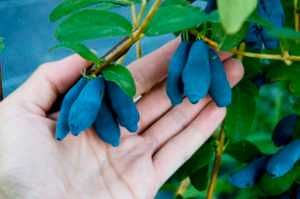 Mur, aronia, agris, zmeur, afin, lonicera si stoloni de capsuni!