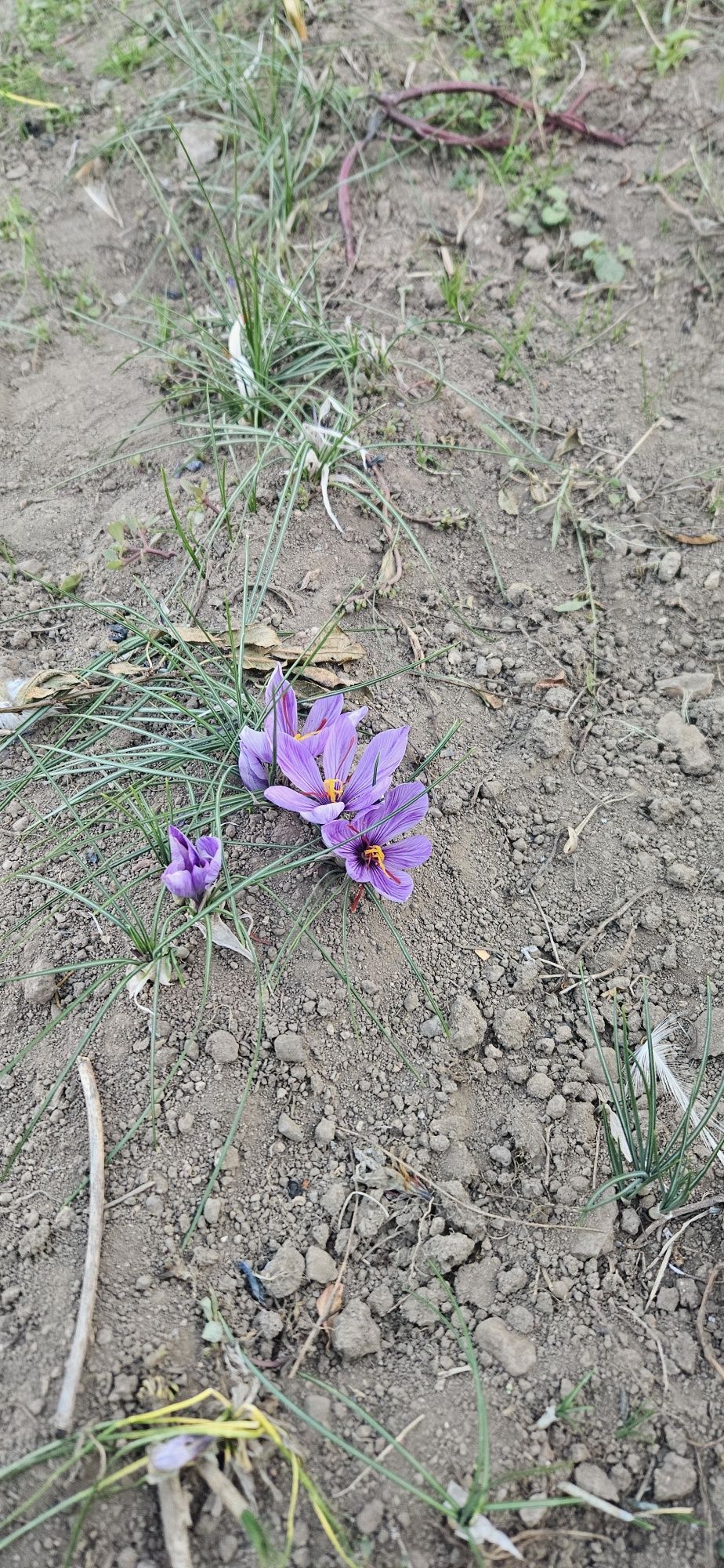 Луковици   Шафран