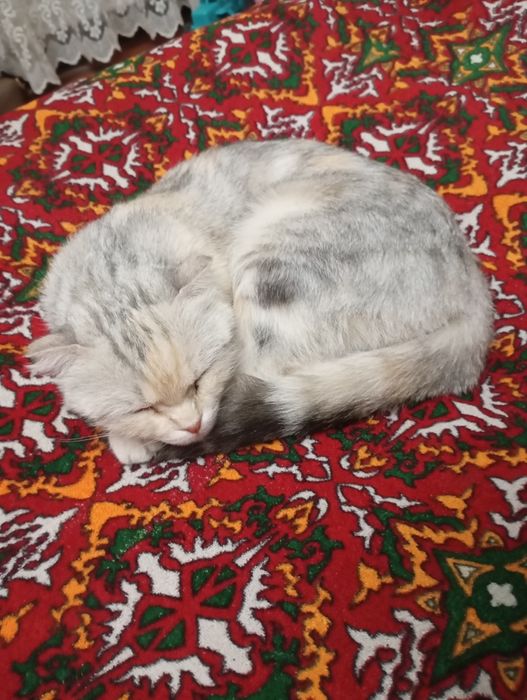 Британская кошка