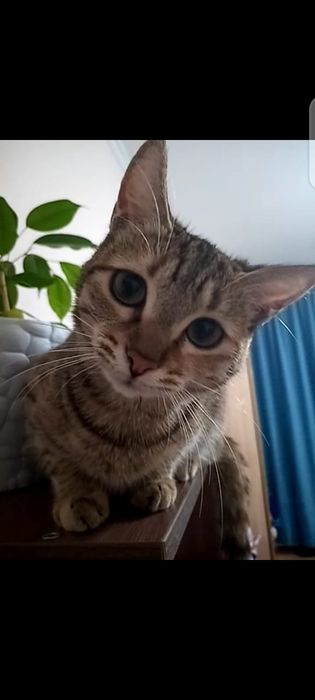 Пропала кошка по имени Симба 8 месяцев