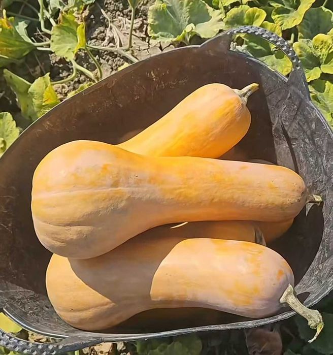 Dovleci plăcintari