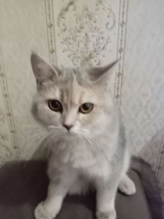 Скотишстрайт зотли мушук сотилади.