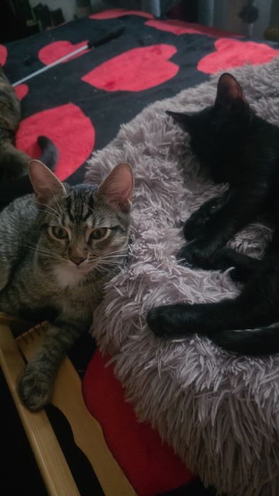 Donez pui pisica crescuți in casa