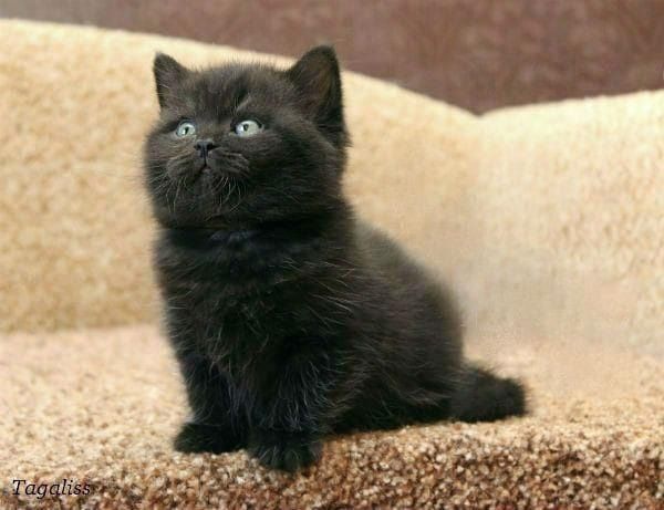 British Black  rasă pură
