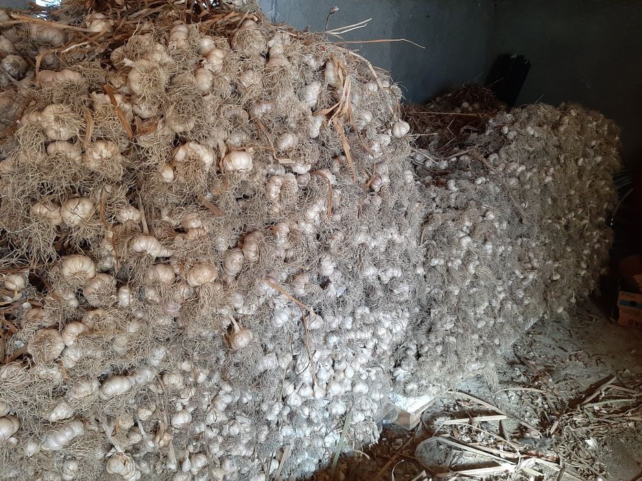 Vând ceapă și usturoi