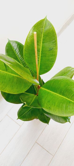 Фикус шривериана