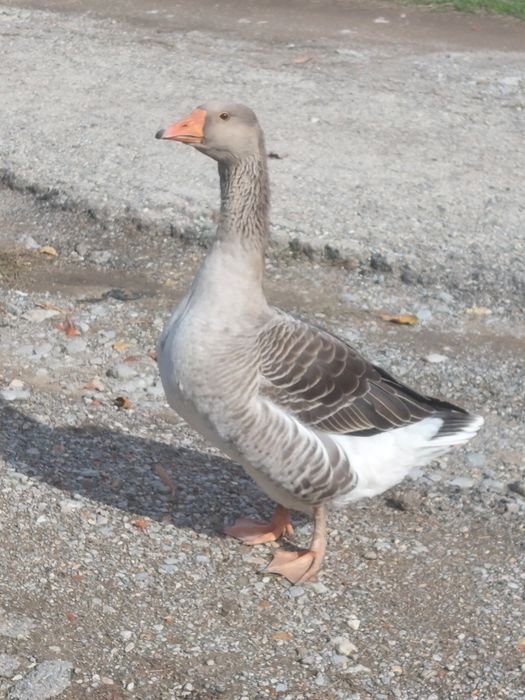 Продавам две гъски